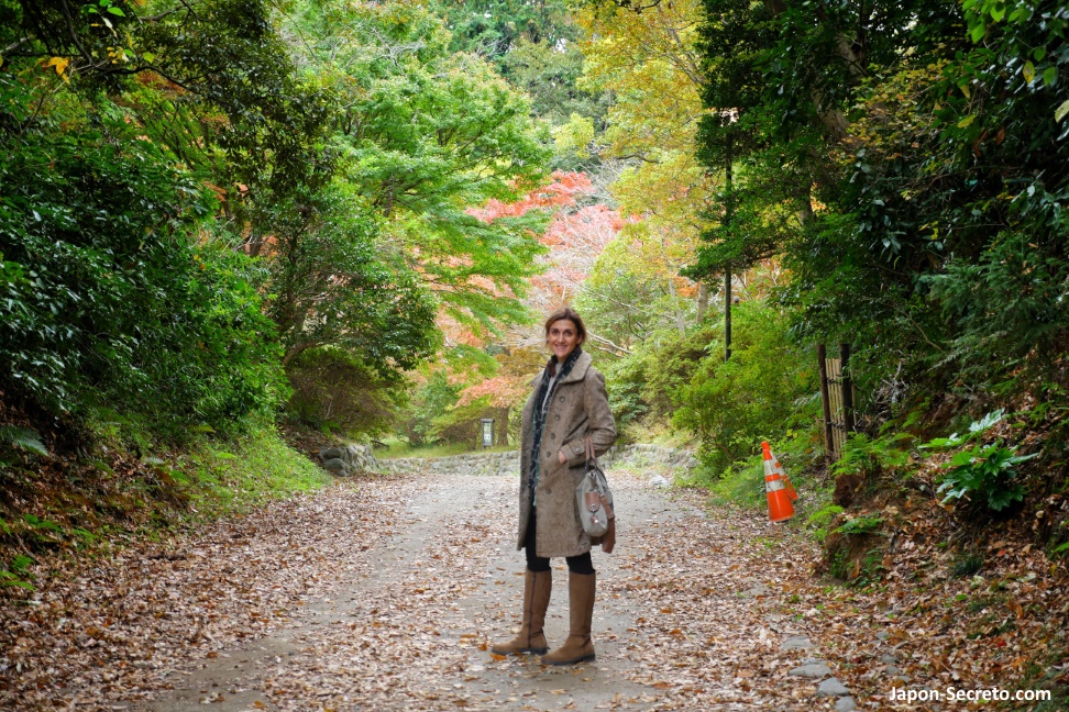 Colores del otoño (momiji) recorriendo el Daibutsu Hiking Course en noviembre