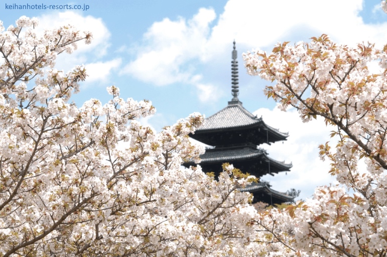 Pagoda del templo Ninn-ji al norte de Kioto durante el florecimiento de los cerezos Omuro sakura
