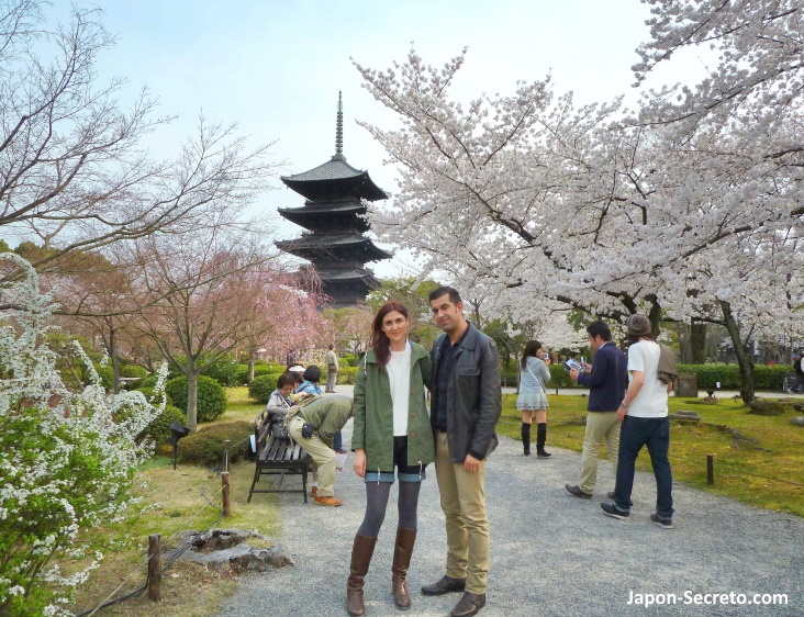 Itinerarios de sakura por Kioto: Jardines del templo Toji de Kioto durante el florecimiento de los cerezos