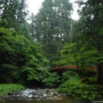 Shinrin yoku o baños de bosque en Japón. Ruta de peregrinación Dewa Sanzan. Monte Haguro (Hagurosan). Bosque de arces y puente rojo