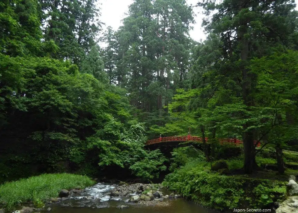 Shinrin yoku o baños de bosque en Japón. Ruta de peregrinación Dewa Sanzan. Monte Haguro (Hagurosan). Bosque de arces y puente rojo