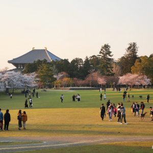 Parque de Nara durante el florecimiento de los cerezos en abril. Templo Todaiji al fondo