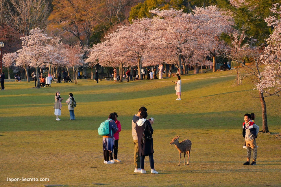 Ciervo en el Parque de Nara durante el florecimiento de los cerezos en abril