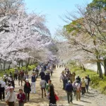 Jardines del templo Daigoji (Kioto) durante el florecimiento de los cerezos (sakura) en primavera