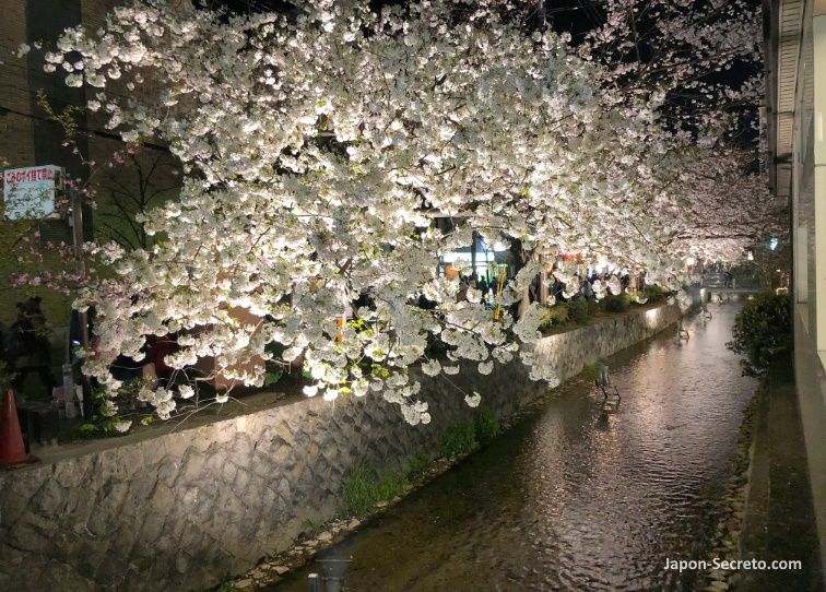 Cerezos en flor sobre el río Takase en el área de Kiyamachi (Kioto)