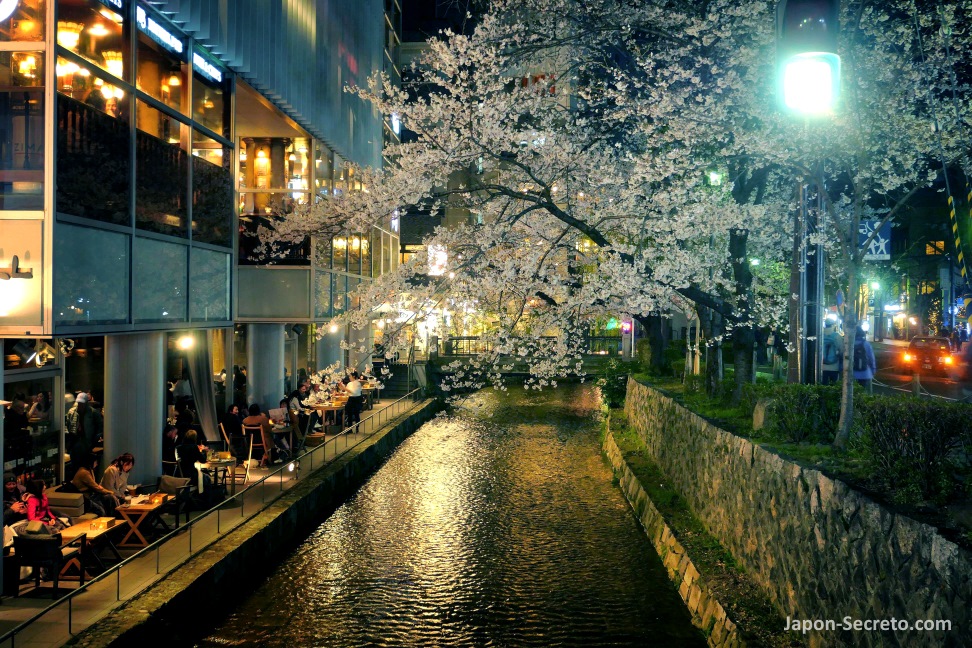 Cerezos en flor en Kioto por la noche: orilla del río Takase en el área de Kiyamachi