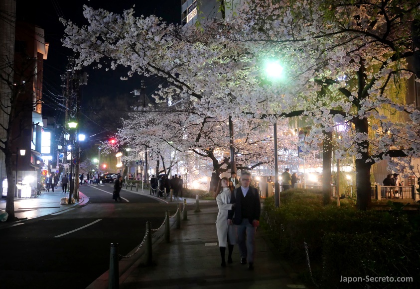 Itinerarios de sakura por Kioto: orilla del río Takase en el área de Kiyamachi por la noche