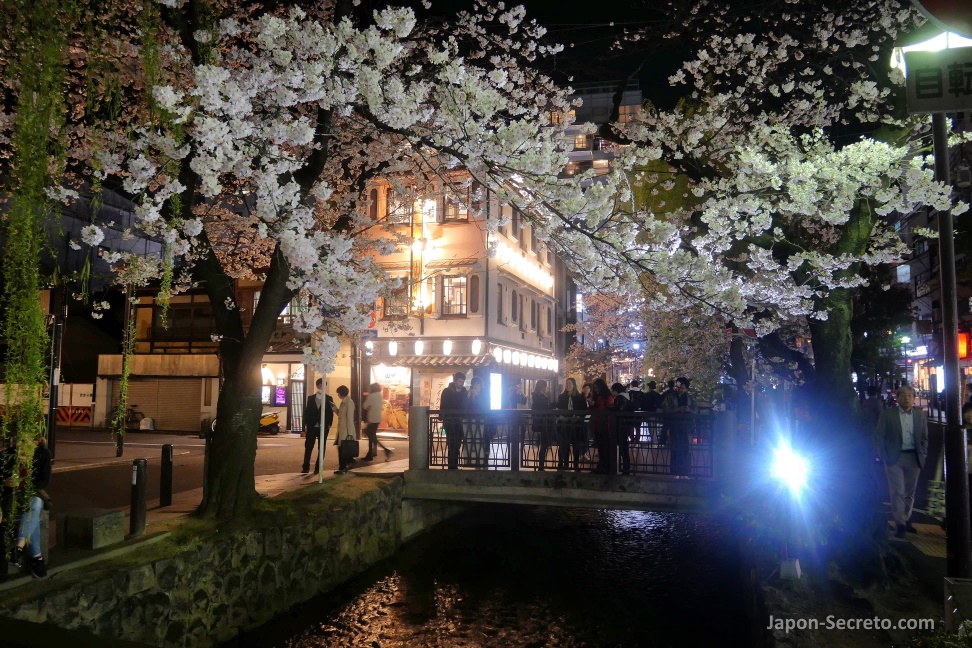 Cerezos en flor en Kioto por la noche: orilla del río Takase en el área de Kiyamachi