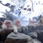Invierno en Japón: Monos en el parque Jigokudani (Yudanaka, Yamanouchi, Nagano, Japón)