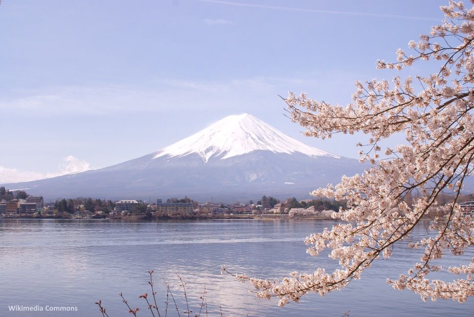 Lago Kawaguchi (Kawaguchiko) y cerezos sakura en flor con el Fuji al fondo