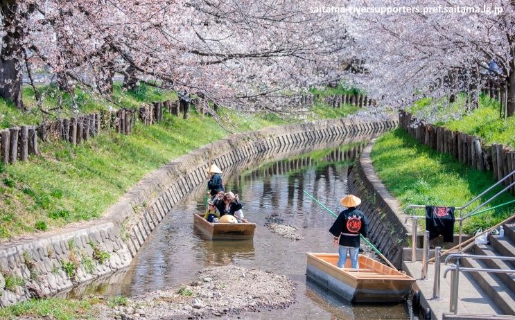 Paseos en barca por el río Shingashi en Kawagoe durante el festival de primavera Koedo Kawagoe Haru Matsuri de los cerezos en flor sakura