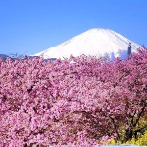 Festival de cerezos en flor de Matsuda, cerca del Monte Fuji, en Kanagawa