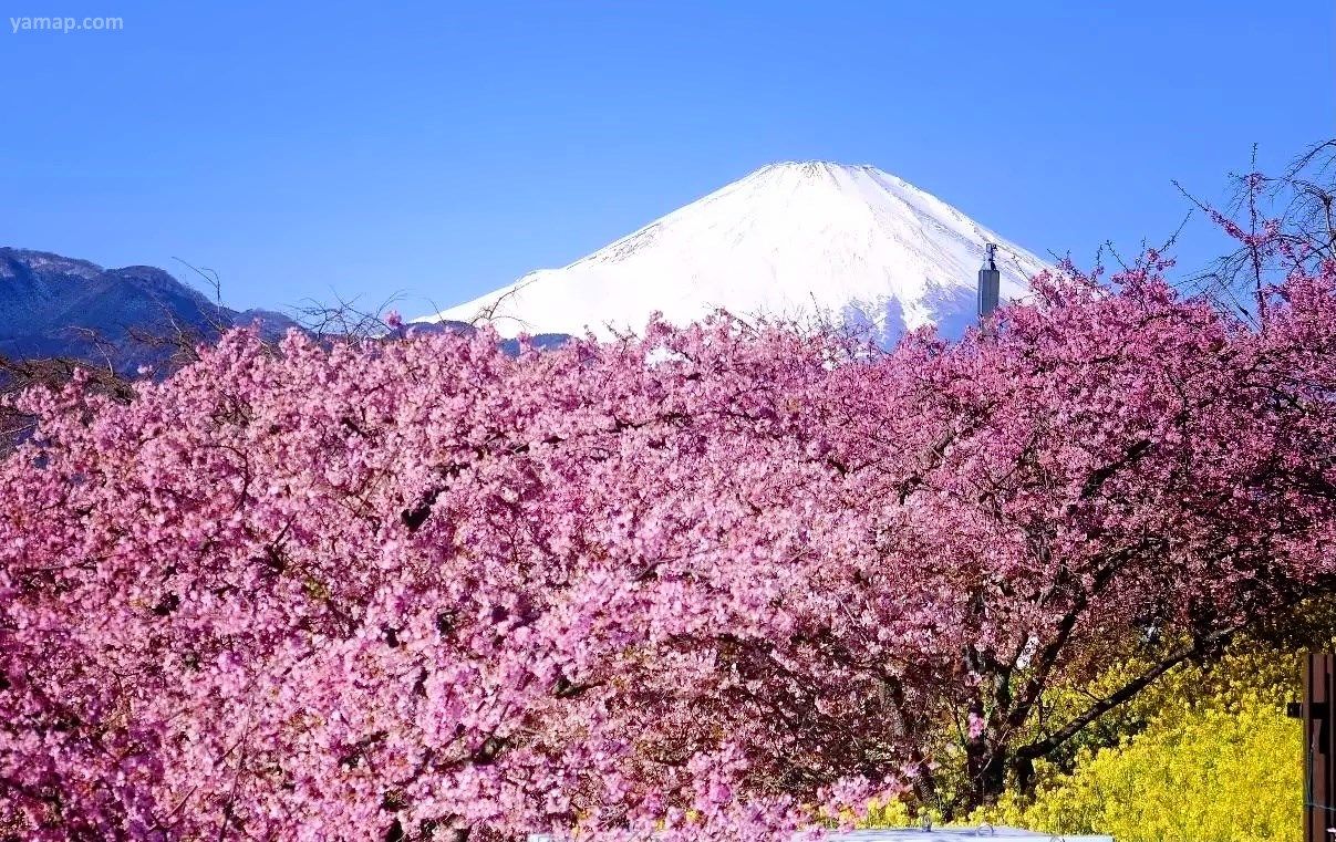 Festival de cerezos en flor de Matsuda, cerca del Monte Fuji, en Kanagawa