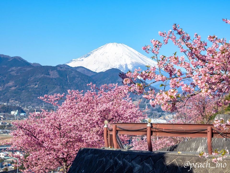 Vistas de los cerezos en flor y el monte Fuji durante el festival Matsuda Sakura Matsuri en Kanagawa