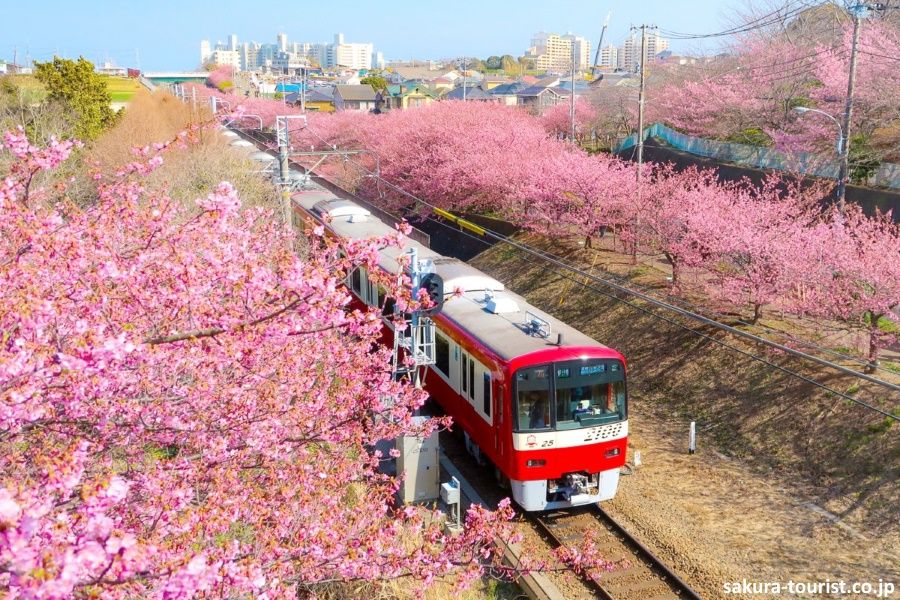 Cerezos en flor en febrero durante el festival Miura Kaigan Sakura Matsuri