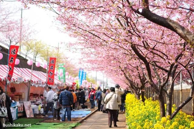 Festival de cerezos en flor Cerezos en flor en febrero durante el festival Miura Kaigan Sakura Matsuri en febrero