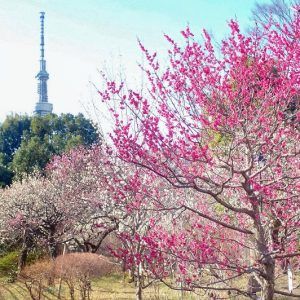 Festiva de ciruelos en flor en el parque Mukōjima Hyakkaen de Tokio (Mukōjima Hyakkaen Ume Matsuri)