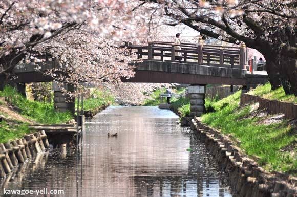 Orilla del río Shingashi en Kawagoe durante el florecimiento de los cerezos sakura