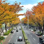 Avenida Omotesando en otoño (Tokio)