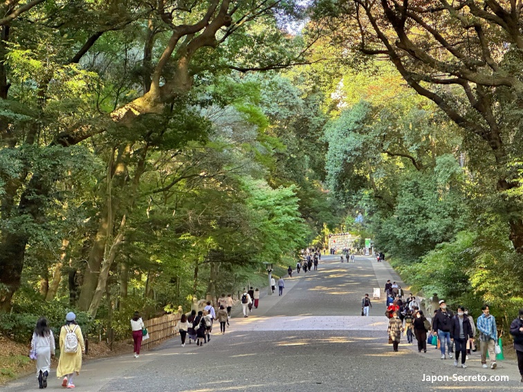 Sendero arbolado del parque Meiji Jingu Gyoen (Tokio)