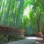 El famoso bosque de bambú de Sagano (Kioto)