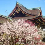 Flores de ciruelo en el santuario Kitano Tenmangu de Kioto