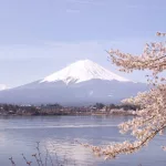 Lago Kawaguchi (Kawaguchiko) y cerezos sakura en flor con el Fuji al fondo