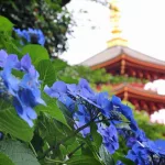 Festival Takahata Fudōson Ajisai Matsuri (高幡不動あじさいまつり) de hortensias celebrado en Tokio