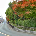 Colores del otoño y arces rojos (momiji) en el camino Kinukake No Michi entre el templo Ryōanji y el Pabellón Dorado (Kinkakuji) en Kioto.