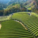 Viajar a Japón, ver campos de té verde y la cosecha de té y como se fabrica el té matcha