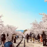 Cuesta Keage Incline en Higashiyama, Kioto, cubierta de cerezos en flor en primavera (abril)