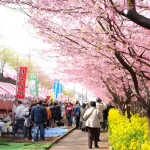 Festival de cerezos en flor Cerezos en flor en febrero durante el festival Miura Kaigan Sakura Matsuri en febrero