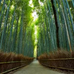 El famoso bosque de bambú de Sagano, en el distrito o barrio de Arashiyama, en Kioto
