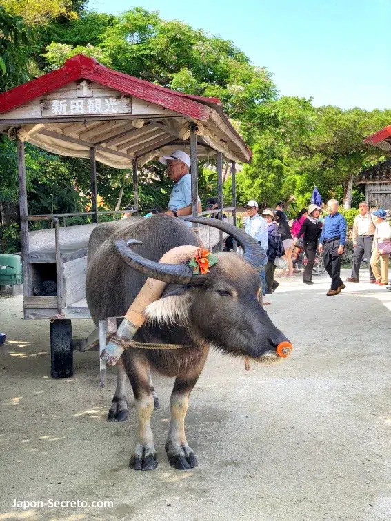 Búfalo de agua tirando de un carro para turistas, una actividad típica y muy popular en la isla de Taketomi o Taketomijima (en Yaeyama, Okinawa)