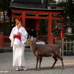 Ciervo en el Parque de Nara