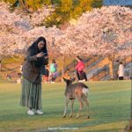 Guía del Parque de Nara o Nara Koen. Foto: Ciervo en el Parque de Nara durante el florecimiento de los cerezos en abril