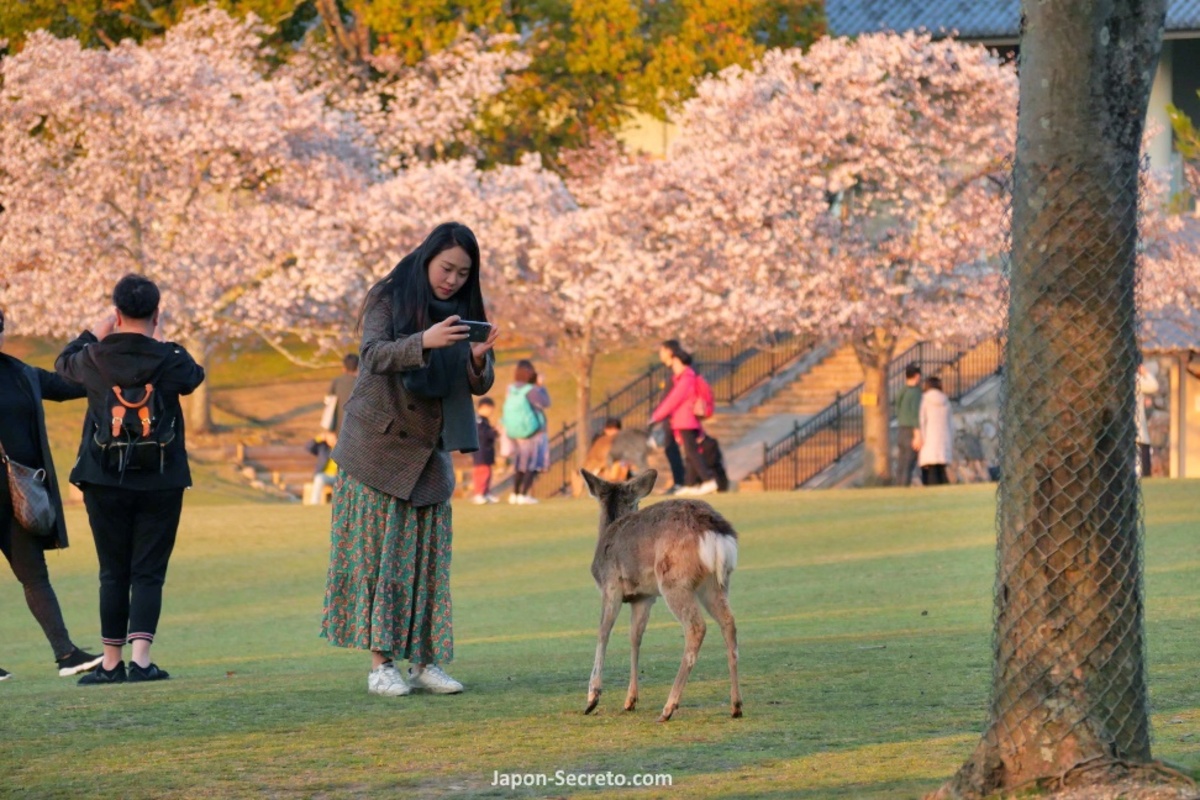 Guía del Parque de Nara o Nara Koen. Foto: Ciervo en el Parque de Nara durante el florecimiento de los cerezos en abril