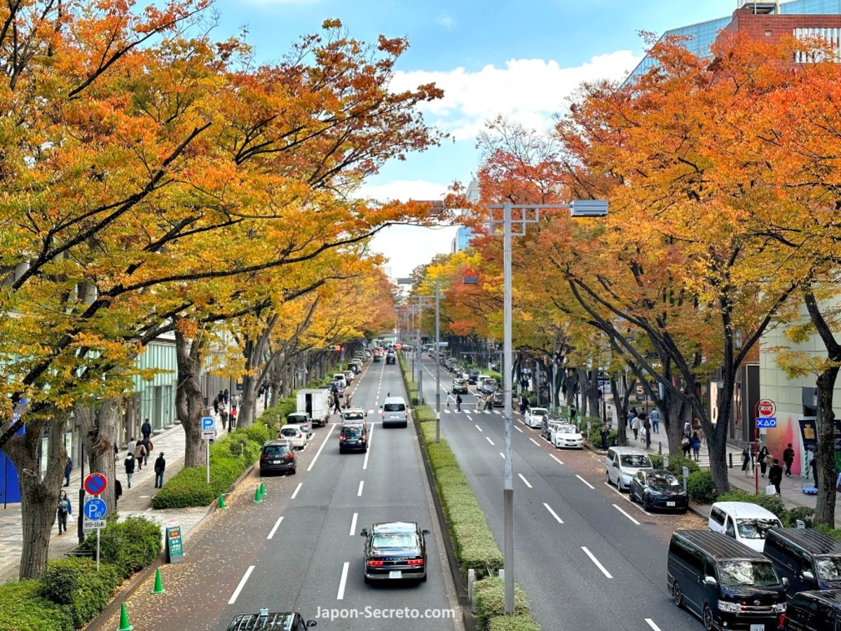 Omotesando en Tokio: cómo llegar, qué ver y hacer, lugares de interés, comer, barrios cercanos. Foto: Avenida Omotesando en otoño (Tokio)