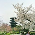 Viajar a Japón en primavera, su clima, tradiciones y lugares preciosos para visitar. Foto: Pagoda del templo Toji rodeada de cerezos sakura en flor. Kioto