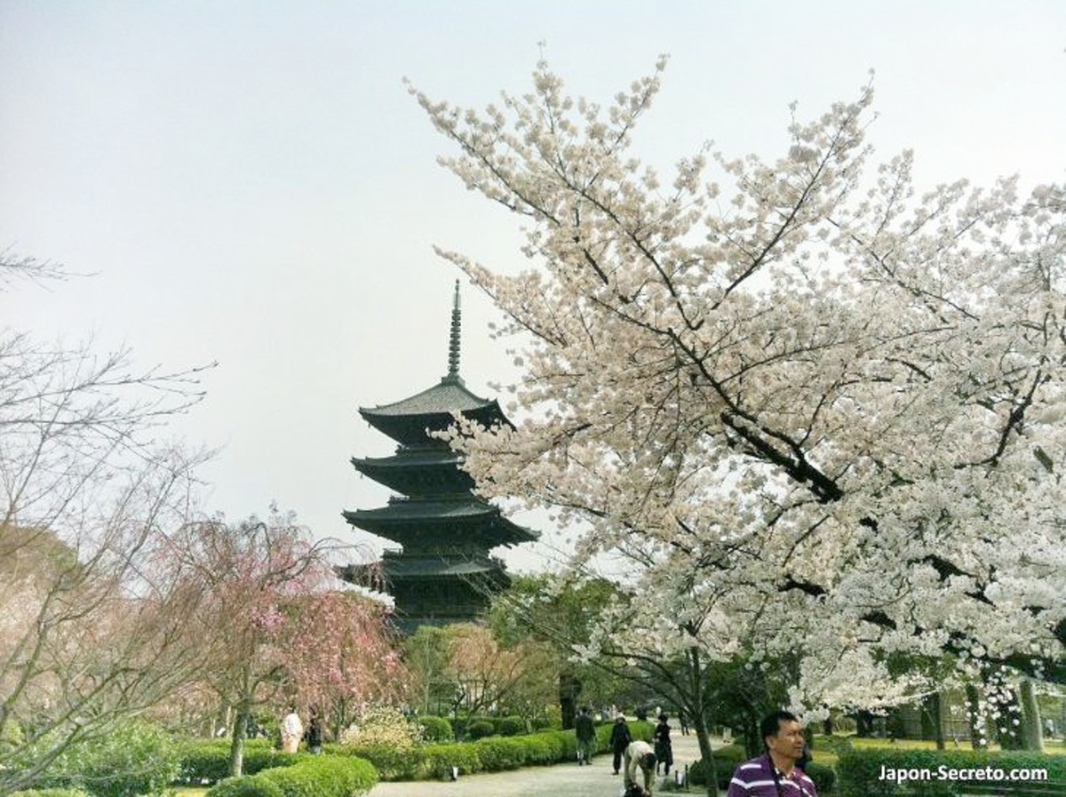 Viajar a Japón en primavera, su clima, tradiciones y lugares preciosos para visitar. Foto: Pagoda del templo Toji rodeada de cerezos sakura en flor. Kioto