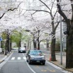 Mejores lugares para ver los cerezos en flor en Tokio y disfrutar del hanami bajo los sakura