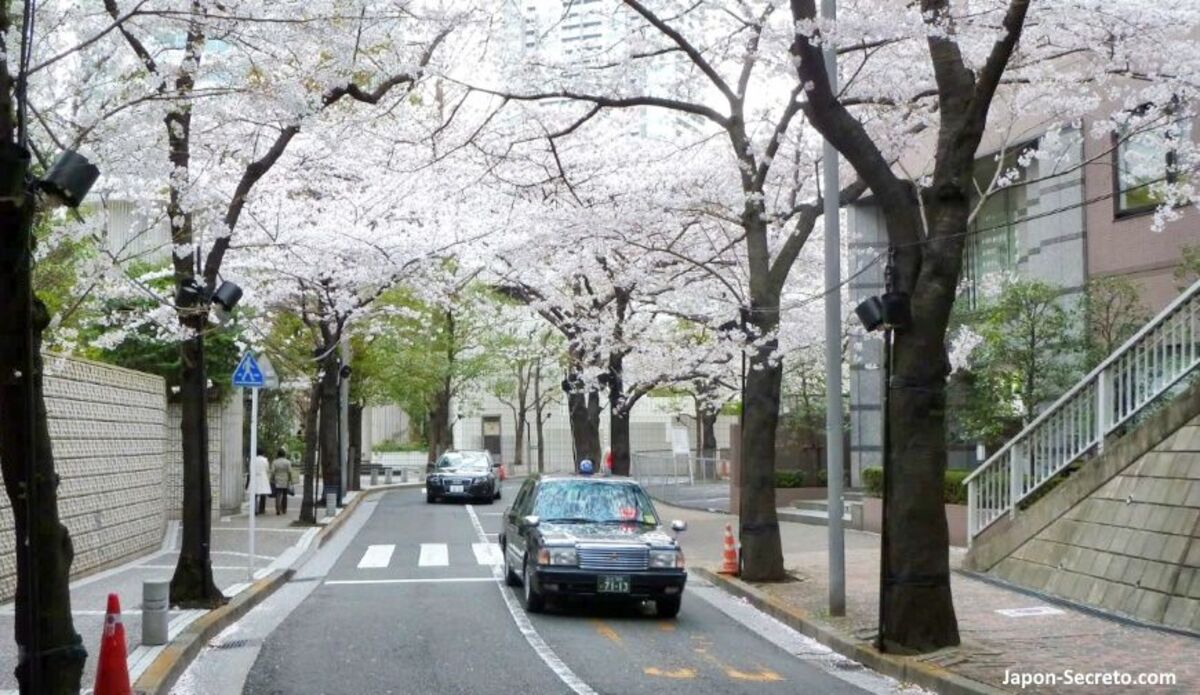 Mejores lugares para ver los cerezos en flor en Tokio y disfrutar del hanami bajo los sakura
