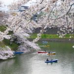Chidorigafuchi (千鳥ヶ淵), el foso del Palacio Imperial de Tokio lleno de flores de cerezo en primavera: cómo llegar, mejor época, qué ver y hacer