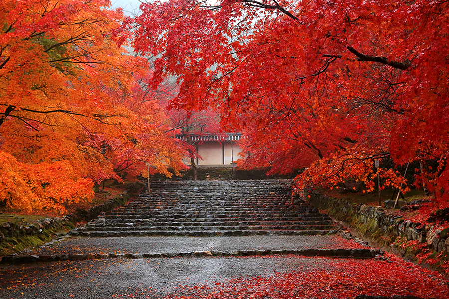 Mejores lugares de Kioto para ver el momiji o koyo, el follaje otoñal y colores de los árboles en otoño: templo Nison-in (二尊院)