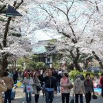 Dormir en Ueno (Tokio): mejores alojamientos, hoteles y albergues para reservar, hospedaje barato cerca de la estación. Foto: Parque de Ueno con flores de cerezo sakura en primavera.