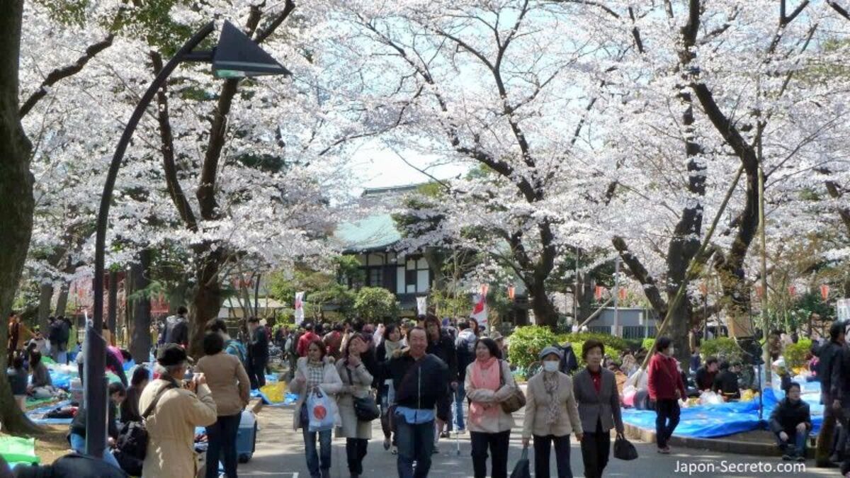 Dormir en Ueno (Tokio): mejores alojamientos, hoteles y albergues para reservar, hospedaje barato cerca de la estación. Foto: Parque de Ueno con flores de cerezo sakura en primavera.