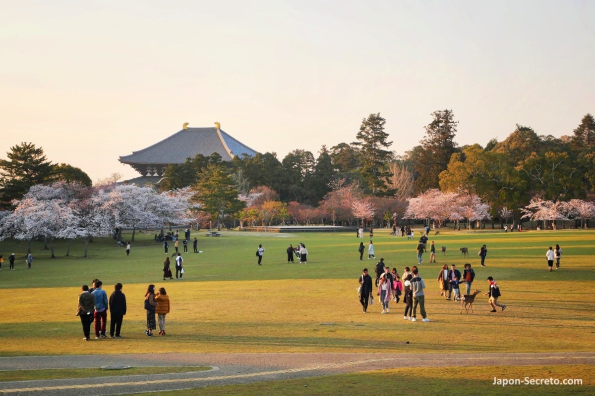Ver Nara en un día: itinerario completo y eficiente para ver y hacer todo lo importante y famoso, templos, santuarios y ciervos. Foto: parque de Nara o Nara Koen en primavera