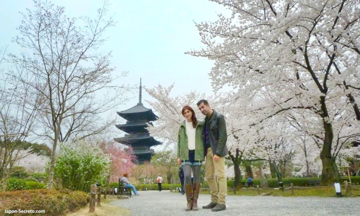 Luna de miel en Japón: a medida, precio, Japón y playa, Ikinawa, Maldivas, Polinesia. Foto: cerezos en flor (sakura) en primavera en el templo Toji de Kioto
