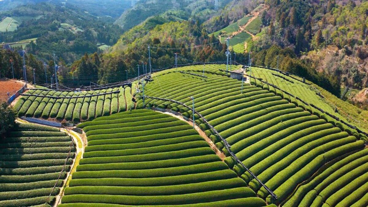 Un viaje por la cultura japonesa del té verde: dónde probar el más famoso, cultivos, fabricación en Kioto