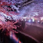 Dónde ver cerezos en flor iluminados de noche en Tokio y disfrutar de un hanami nocturno o yozakura. Foto: cerezos en flor iluminados en las orillas del río Meguro, cerca de la estación de Nakameguro